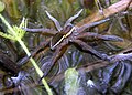 Profile Picture of Great raft spideron Wikipedia