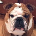 Profile Picture of Marc Lamoureux (@marcjlamoureux) on Instagram