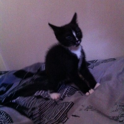 Profile Picture of Meaghan (@Meaghan_Watson) on Twitter