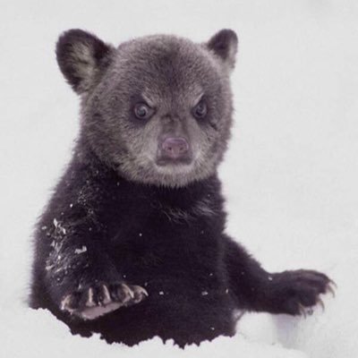 Profile Picture of Yafei,Liu (@YafeiLiu1) on Twitter