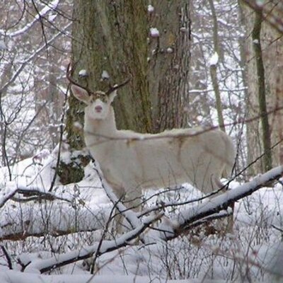 Profile Picture of Jay Rakowski (@JayRack) on Twitter