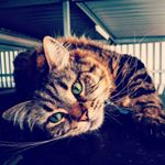 Profile Picture of Joel Russell (@jtothaoel) on Instagram