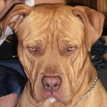 Profile Picture of Steven Huizar (@poipounder_85) on Instagram