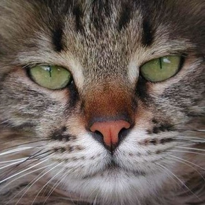 Profile Picture of Daniel Chen Boyarski (@114152119) on Myspace