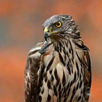 Profile Picture of Deni Exelen (@Deni-Exelen) on Facebook