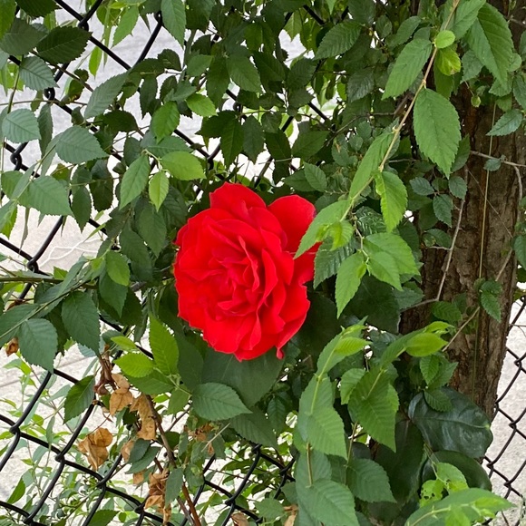 Profile Picture of Leah Colarusso (@lmc726) on Poshmark