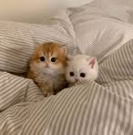 Profile Picture of Zakia Chowdhury (@zakia.chowdhury.450519) on Facebook