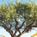 Profile Picture of Norma Mota (@norma_mota) on Instagram