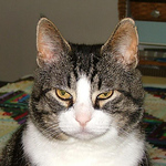 Profile Picture of Robi Witulski (@kitty.quilts) on Flickr