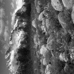 Profile Picture of Burkhart (@doughtycurry) on Instagram