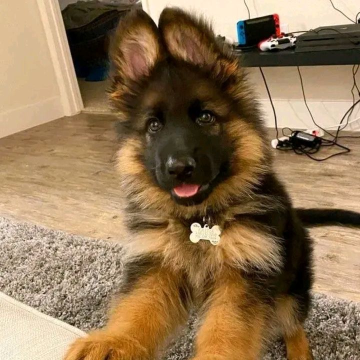 Profile Picture of ♓️🇵🇷Aurora🇵🇷♓️ (@aurora.quiles) on Tiktok