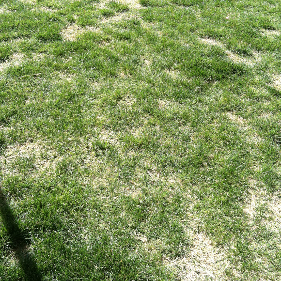 Profile Picture of Stephanie Iguaran (@smctague) on Poshmark