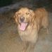 Profile Picture of Megan Montiel (GoldenRetriever) (@megan.montiel.12) on Facebook