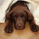 Profile Picture of Julie Davis (@cocoasassy) on Pinterest