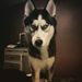 Profile Picture of Dylan MacDowell (@dylanmacdowell) on Pinterest