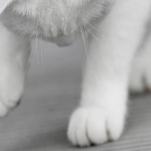 Profile Picture of Zampino Inness (@peter_inness) on Twitter