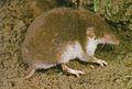 Profile Picture of Bicolored shrew - Wikipedia, the free encyclopediaon Wikipedia