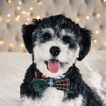 Profile Picture of Albert Ray (@albert_the_bernedoodle) on Instagram