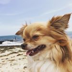 Profile Picture of Charlie Hansen (@charliehansen49) on Instagram