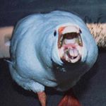 Sean Rodriguez - Instagram Profile Picture of Sean Rodriguez (@choosey_dolphin) on Instagram