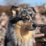 Profile Picture of Sjöliden’s Alastor Moody (@nelson.the.aussie) on Instagram