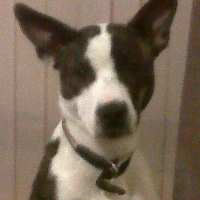 Profile Picture of Alison Mahon (@poppyred_70881) on Twitter