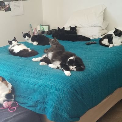 Profile Picture of Michelle Loves Cats (@michellew66) on Twitter