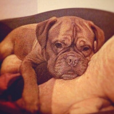 Profile Picture of Daniela Stahl (@ElaStahl) on Twitter