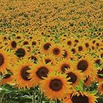 Profile Picture of Daniel Wonnacott (@yeeeet.666) on Instagram