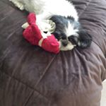 Profile Picture of Lisa Morash-Sharpe (@rubytuesday2468) on Instagram