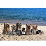 Profile Picture of Daniela Torchio (@my_yorky_l_ottava_meraviglia) on Instagram