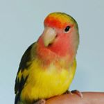 Profile Picture of Basil, Bobby and Maggie! (@thesachsepets) on Instagram