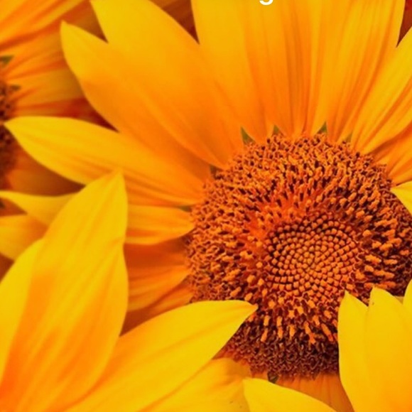 Profile Picture of Yolanda Simental (@y_simental) on Poshmark