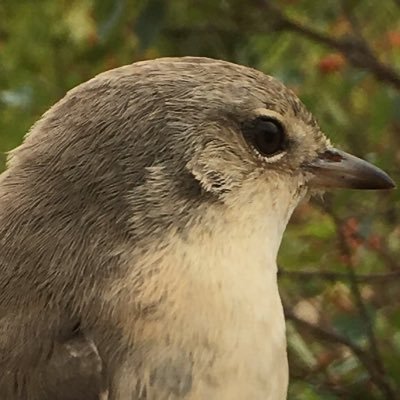 Profile Picture of Jean Roberts (@HeyshamObs) on Twitter