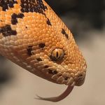 Profile Picture of Joshua McNerlin (@joshmcnerlinreptiles) on Instagram