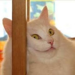 Profile Picture of ANDY Cribbs (@AndyCribbs) on Twitter