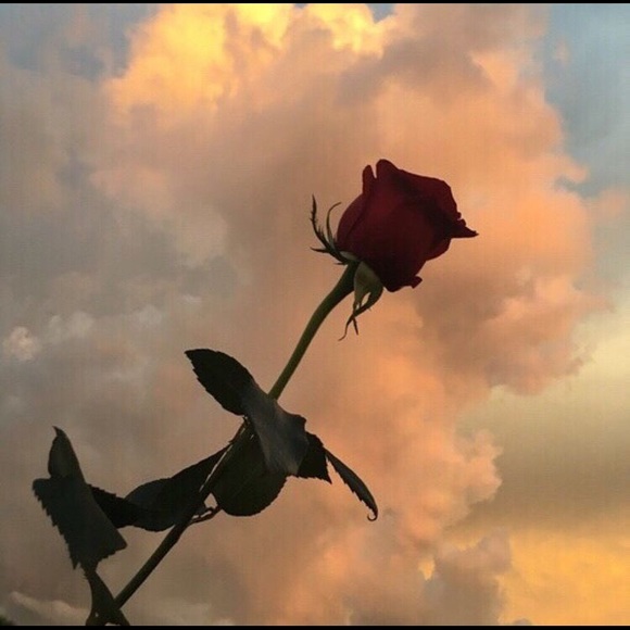 Shannon Bardon - Poshmark Profile Picture of Shannon Bardon (@shannon__diane) on Poshmark