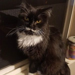 Profile Picture of stephaniefeusier (@stephaniefeusier) on Tiktok