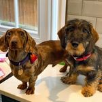 Profile Picture of Geoffrey Wood-Brough (@city_sausages) on Instagram