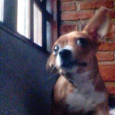 Profile Picture of Alondra Picazo (@AlejandraMonz20) on Twitter