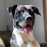 Profile Picture of berry_joe_theprettypittie (@berry_joe_theprettypittie) on Instagram