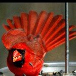 Profile Picture of Christopher Cardinal (@cardmaster5000) on Instagram