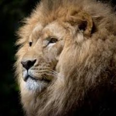 Profile Picture of Dave Scerri (@dscerri) on Twitter