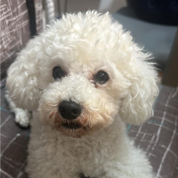 Profile Picture of Bernice Leung (@bernlhy) on Poshmark