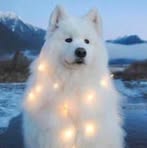 Profile Picture of Honeybee Eu (@joshua.eu) on Facebook