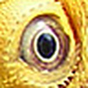 Profile Picture of Ted Pryor (@gator_te) on Flickr