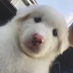 Profile Picture of snowy the puppy☁️ (@snowysnowysnowysnowysnowy) on Instagram