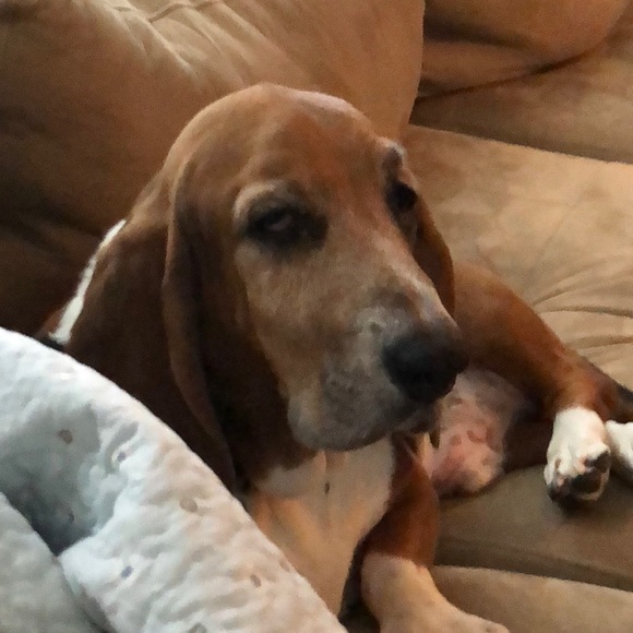 Profile Picture of Kyle Chabot (@kchabbo) on Poshmark