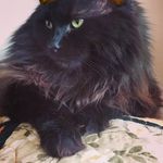 Profile Picture of Salem & Basil (@lionsalem) on Instagram