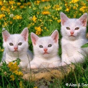 Abderrahim Alaoui - Youtube Profile Picture of Abderrahim Alaoui (@abderrahimalaoui6965) on Youtube